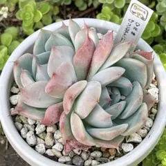 メルカリ便】 珊瑚の花 ミックスベリア 多肉植物 おらいさん苗 - メルカリ