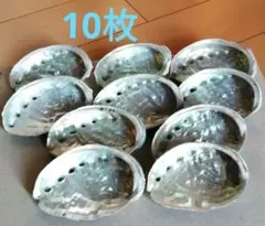 アワビ　貝殻　10枚セット　9ｃｍ✕6ｃｍ