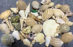 貝殻 大量セット4 コレクション ハンドメイド 工作素材