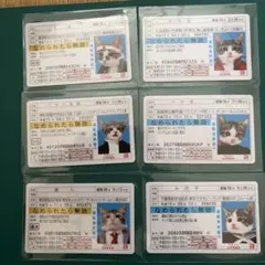 なめ猫免許証　6点