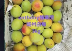 anthony様専用　城州白梅　3kg