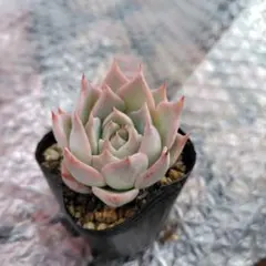 masa-lot003様 リクエスト 2点 まとめ商品