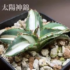 アガベセット　メルカリ便 2025年最新】アガベ チタノタ セットの人気アイテム - メルカリ