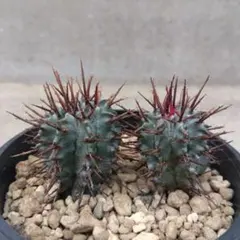 2026年最新】ユーフォルビアホリダの人気アイテム - メルカリ