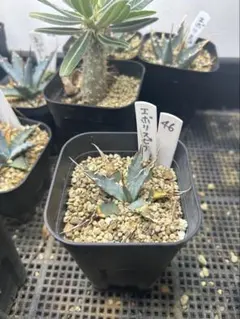 2025年最新】ユタエンシス エボリスピナ アガベの人気アイテム