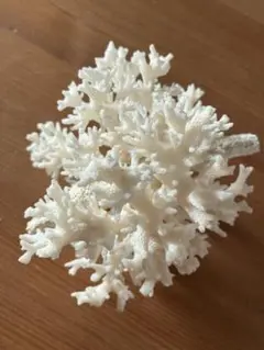 天然　サンゴ　珊瑚礁　白珊瑚　　　インテリア　アクアリウム