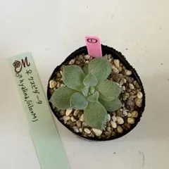 デカベリア miya苗 ✡️パープルエボニー×イエコラ✡️札付 多肉 ミヤ苗 デカベリア miya苗 ✡️パープルエボニー×イエコラ✡️札付 多肉