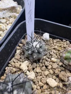 2026年最新】コピアポア グリセオビオラセアの人気アイテム - メルカリ