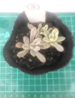 2025年最新】子持ち蓮華錦抜き苗の人気アイテム - メルカリ