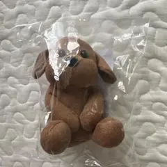 セクゾ いぬ Hanauta chill Timelesz