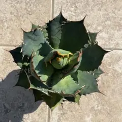 2025年最新】アガベ猫爪の人気アイテム - メルカリ