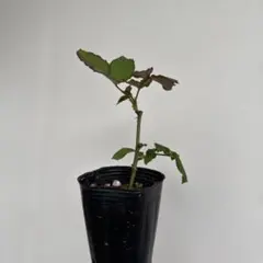 yonerimama様 リクエスト 3点 まとめ商品