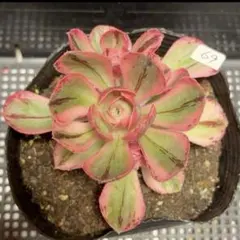 6#観葉植物 アエオニウム錦❤️ 海仙❤️1大頭 1小頭16cm拨き苗 - メルカリ