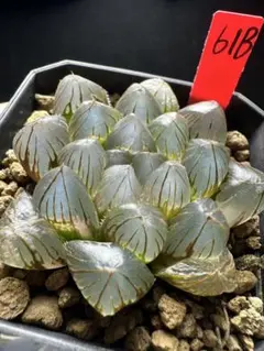 紫王オブツーサ錦 親株 超美株 ハオルチア 観葉植物 A8 - メルカリ