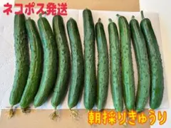 7/14 朝採り新鮮！農薬不使用きゅうり 本日発送のサムネイル