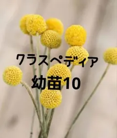 2026年最新】クラスペディアの人気アイテム - メルカリ