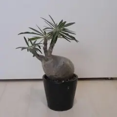 2025年最新】グラキリス 現地球の人気アイテム - メルカリ