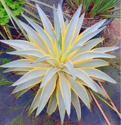 2025年最新】アガベ高級株の人気アイテム - メルカリ