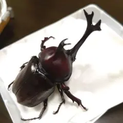 宝物概略サイズmm全長80頭角幅19.5胸角幅5.1ぐらい野生カブトムシ昆虫