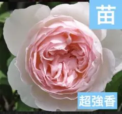 2025年最新】シャリファアスマの人気アイテム - メルカリ