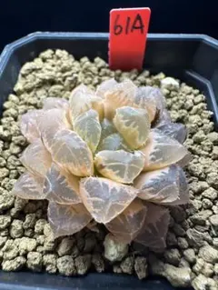 7a 多肉植物 ハオルチア 白蓮オブツーサ錦糊斑 自家繁殖 鉢植え発送