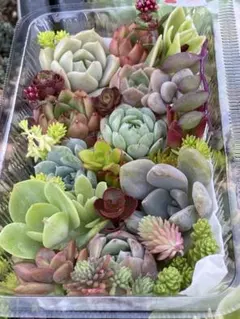 多肉植物カット苗寄せ植えセット　お値下げしました。のサムネイル