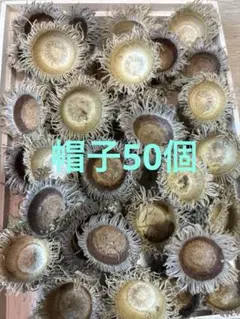 くぬぎ　どんぐり　帽子50個