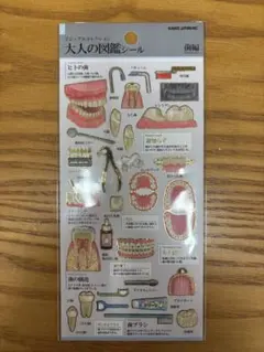 【正規品】カミオジャパン ビジュアルコレクション 大人の図鑑シール 歯編