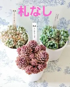 2025年最新】ぼのぼのさん苗の人気アイテム - メルカリ