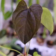 2025年最新】アンスリウム ワロクアーナムの人気アイテム - メルカリ