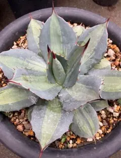 アガベ パリー　吉祥天錦　2株セット　バリエガータ　子株　斑入り アガベ「吉祥天錦」（パリー錦）の成長記録＆育て方～斑入りの