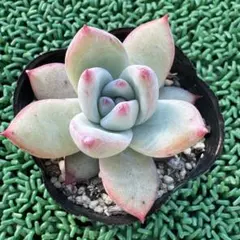 2025年最新】コロラータタパルパの人気アイテム - メルカリ