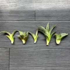 2025年最新】姫厳竜 子株の人気アイテム - メルカリ