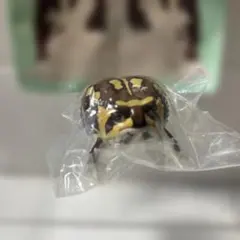 ネイチャーテクニカラー ツヤツヤのフクラガエル アメフクラガエル(ブラウン)のサムネイル