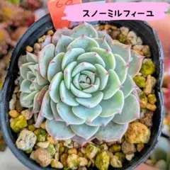 60 多肉植物 スノーミルフィーユ 3頭