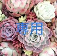 せつぶんそう様 リクエスト 3点 まとめ商品