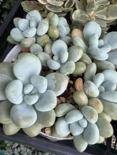 2026年最新】ミウル 多肉植物の人気アイテム - メルカリ
