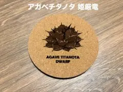 アガベチタノタ 姫厳竜 コルクコースター