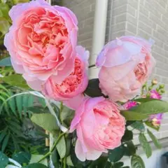 jun様 リクエスト 3点 まとめ商品