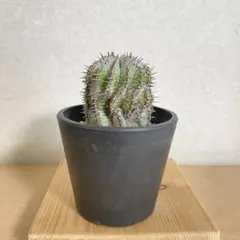 ☆極上品☆ゼブラホリダ　関上ホリダ　ホリダ　幅7.2cm 白衣ホリダ　オベサ Yahoo!オークション -「宇田ゼブラホリダ」(観葉植物) の落札