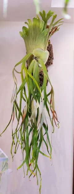 【メルカリ便】P. wilinckii cv. Antler Crown【8】 メルカリ便】P. wilinckii cv. Antler Crown【8】 - メルカリ