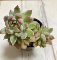 多肉植物 ピンクルルビー 抜き苗 微根 - メルカリ