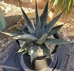 2025年最新】マコシャークの人気アイテム - メルカリ