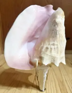 2025年最新】ピンク法螺貝の人気アイテム - メルカリ