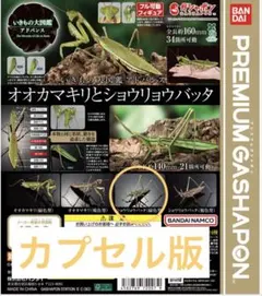 2025年最新】バッタ 標本の人気アイテム - メルカリ