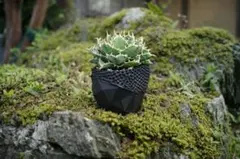 3Dプリンター鉢 3.5～4号相当 植木鉢 黒 『ゼノフレア』 作家鉢 通気