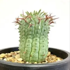 群星冠　雄株と雌株2個セット！！ 71pN36gifgL._UF350,350_QL50_.jpg