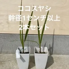 KYOHEI様 リクエスト 2点 まとめ商品