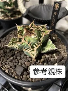 2026年最新】Cj アガベの人気アイテム - メルカリ