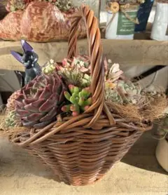多肉植物 そのまま飾れる バスケットの中の黒猫